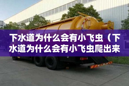 下水道為什么會有小飛蟲（下水道為什么會有小飛蟲爬出來）