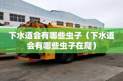 下水道會(huì)有哪些蟲子（下水道會(huì)有哪些蟲子在爬）