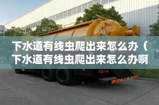 下水道有線蟲爬出來(lái)怎么辦（下水道有線蟲爬出來(lái)怎么辦啊）
