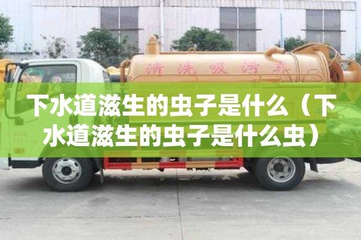 下水道滋生的蟲子是什么（下水道滋生的蟲子是什么蟲）
