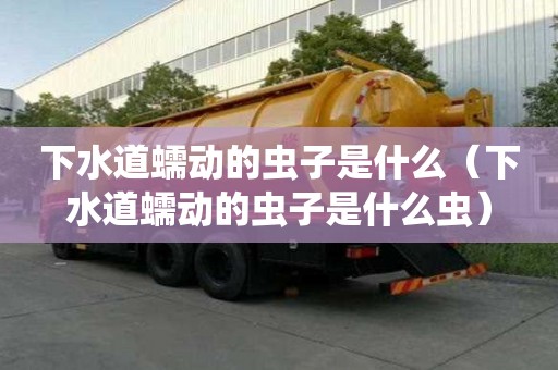 下水道蠕動的蟲子是什么（下水道蠕動的蟲子是什么蟲）