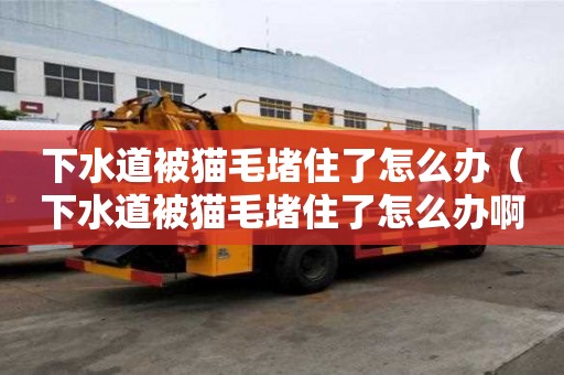 下水道被貓毛堵住了怎么辦（下水道被貓毛堵住了怎么辦啊）