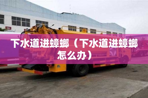 下水道進蟑螂（下水道進蟑螂怎么辦）