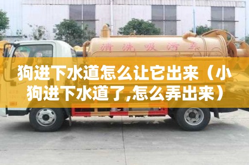 狗進(jìn)下水道怎么讓它出來（小狗進(jìn)下水道了,怎么弄出來）