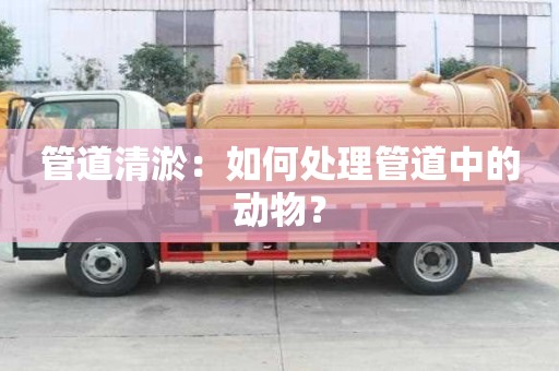 管道清淤：如何處理管道中的動物？
