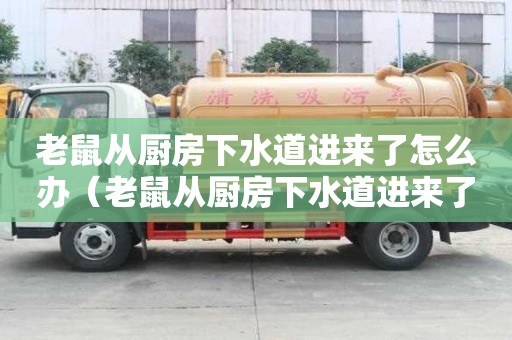 老鼠從廚房下水道進來了怎么辦（老鼠從廚房下水道進來了怎么辦啊）