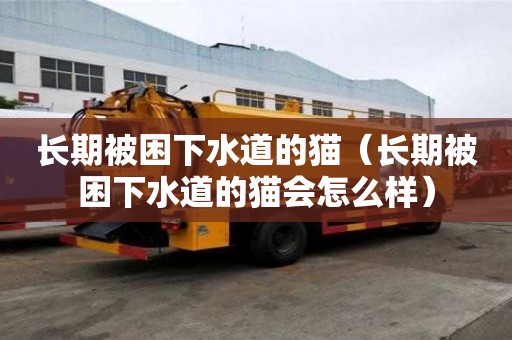 長期被困下水道的貓（長期被困下水道的貓會怎么樣）